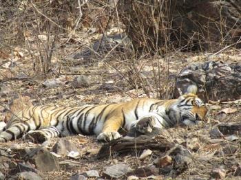 Sleeping tiger at Ranthambore 